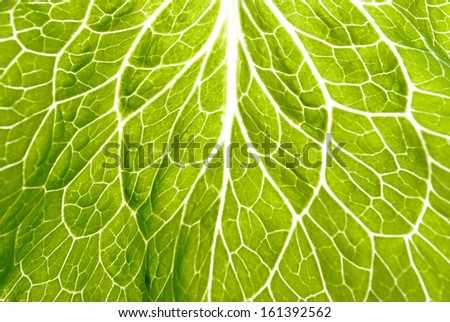 Green lettuce leaf macro. Leaf. Leaf lettuce.
