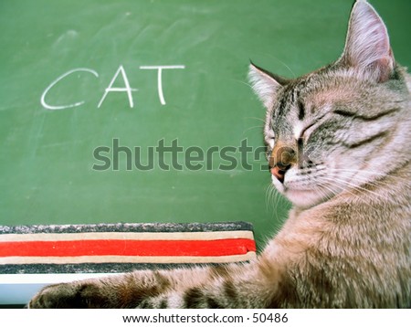 Classroom chalkboard with the word cat, a cat sitting next to the board.