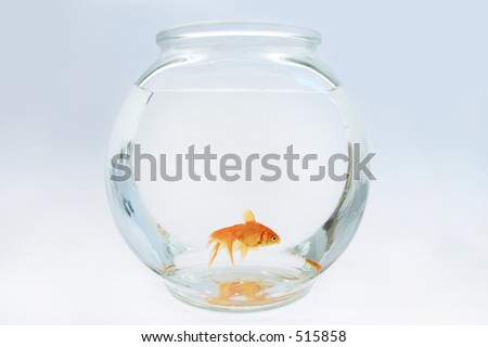 Goldfish in bowl