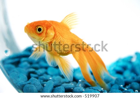 Goldfish Bowl Clipart