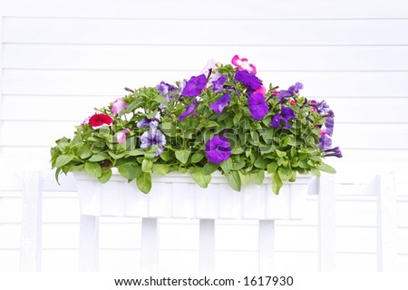Beautiful flowers on a white porch