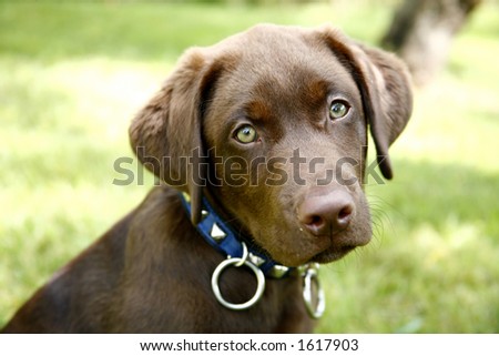Labrador Retriever Puppies on Chocolate Labrador Retriever Puppy Stock Photo 1617903   Shutterstock