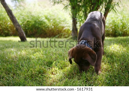 Chocolate Labrador Retriever Puppy