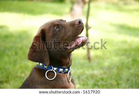 vedios of girls having sex girl with a labrador porn