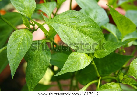 Colorful greenhouse leaves