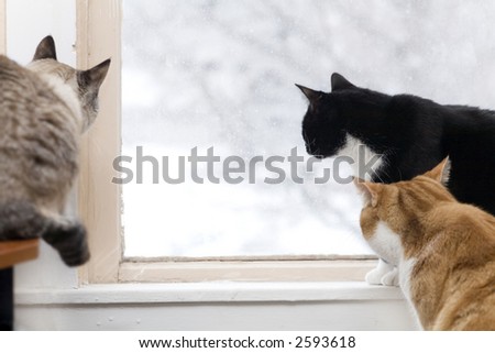 Three cats watch the birds outside on a snowy day