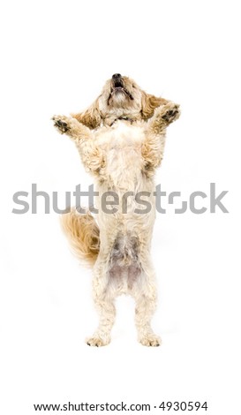 Shih+tzu+poodle+puppy