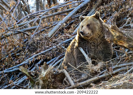 Brown bear posing between fallen trees