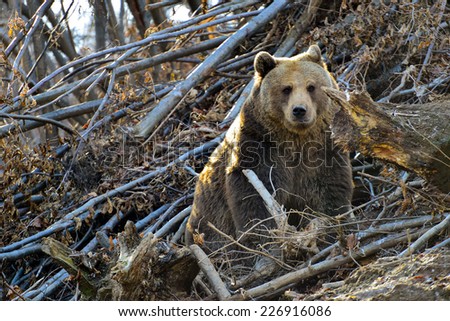 Brown Bear Posing Between Fallen Trees