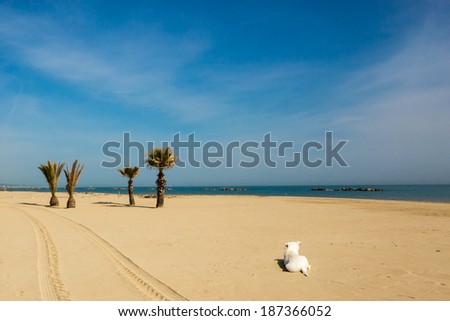 a dog resting on the beach with palms and blue sea in a sunny summer morning