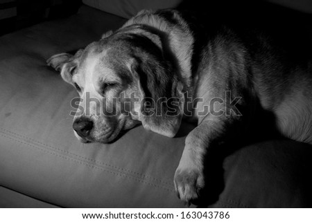 Black and white of a resting dog on couch