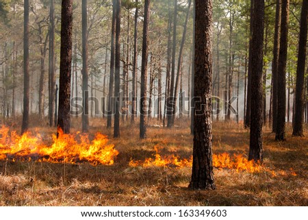 Prescribed fire in southern South Carolina, fire line