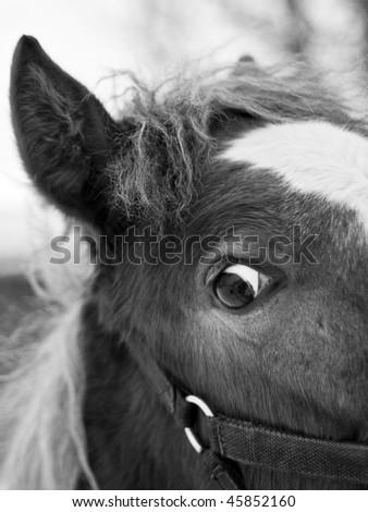 Black and white portrait of horse head with big eyes