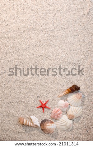 Frame of sea shells and starfish on sand, warm light