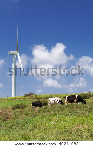 Cows grazing in green meadow next to a wind turbine, alternative energy, electricity generation