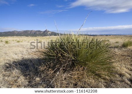 High altitude plain with grass and century plants nearby