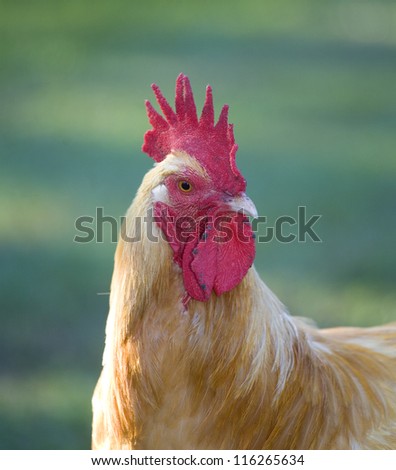 Portrait of a rooster that is close to the camera