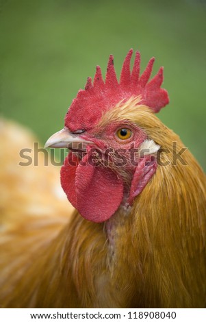 Picture of an orange chicken rooster that is close to the camera