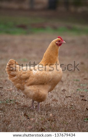 Free ranging hen that is walking on a field