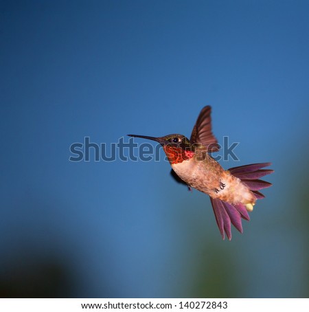 Hummingbird that is making a fast turn in the air
