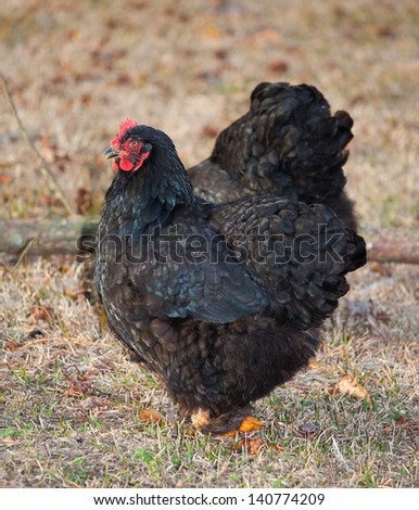 Black chicken hen on a brown winter grass