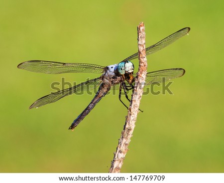 Dragonfly that is on a stick eating what is left of a bee