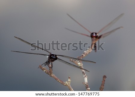 Two dragonflies that are looking for bugs to eat