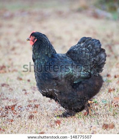 Black chicken hen that is starting to turn from the camera