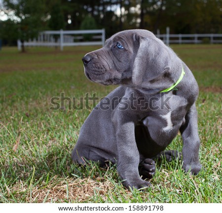 Grey great Dane puppy with blue eyes on the grass