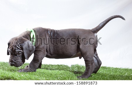 Great Dane puppy that looks like it has done something bad