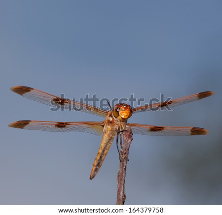 Dragonfly with orange eyes that is looking for a bug to eat