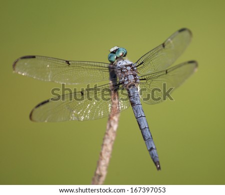 Blue dragonfly that turned its head when the camera opened up