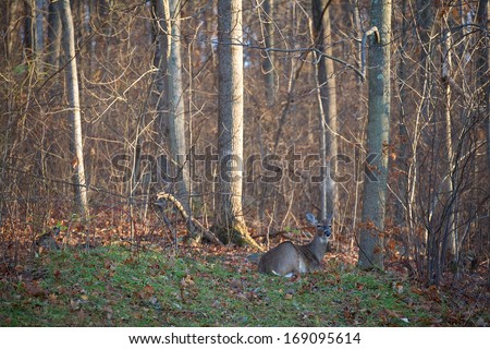 Whitetail deer doe that is laying down in an autumn forest