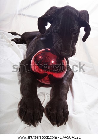 Black great Dane puppy that is getting serious about eating an ornament