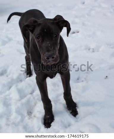Young black great dane that wonders why its in the snow