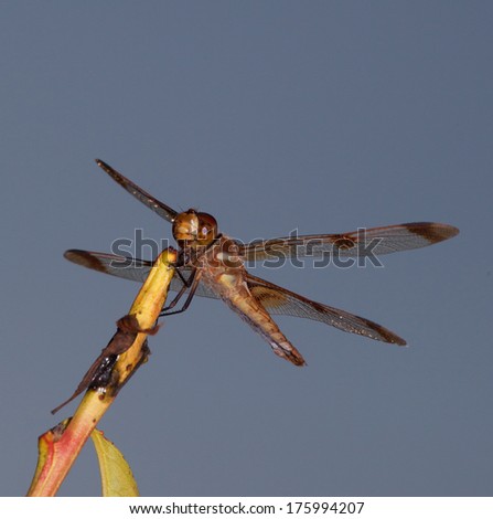 Dragonfly ready to pounce on a fly or bug passing by