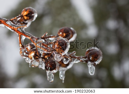 Bulbs on the end of a crape myrtle that are covered in ice