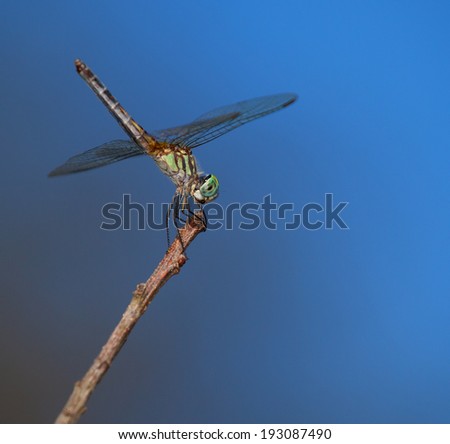 Green dragonfly on a high perch looking for bugs to eat
