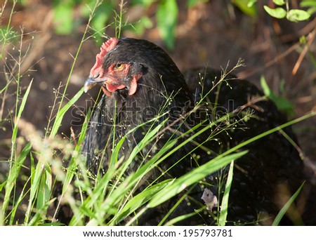Black chicken hen that has a mean look while hiding in the grass