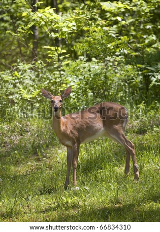 whitetail deer standing on a forest edge on a sunny day