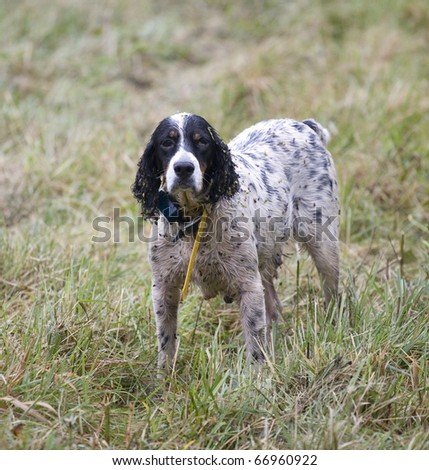 hunting dog that is soaked and covered in stickers