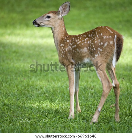 young whitetail deer that is on a green field of grass