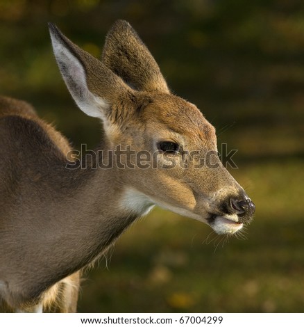 yearling buck in the fall with small velvet antlers