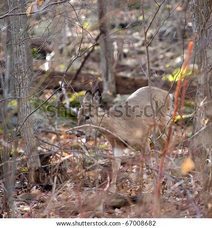 whitetail doe on the move in a morning forest