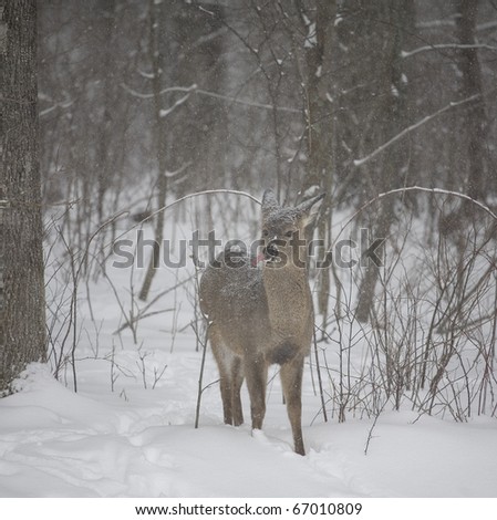 whitetail doe with its tongue out to catch snow