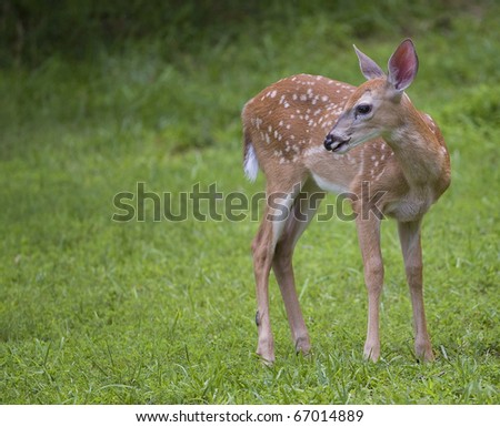young whitetail deer that is in the middle of a grassy field
