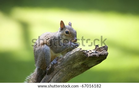tree squirrel that is on an old branch eating seeds