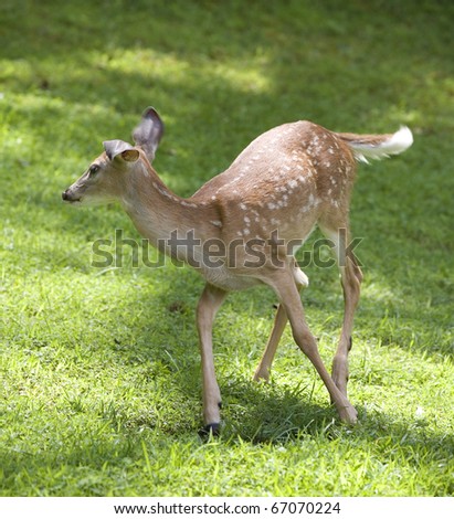 whitetail fawn on green grass turning to run away
