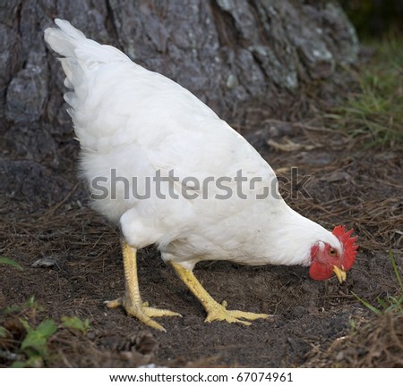white chicken hen that is pecking on the ground near a tree