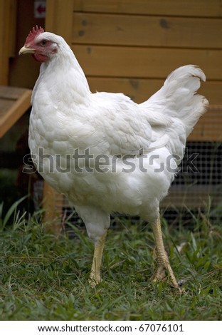 white hen that looks like it is guarding the hen house